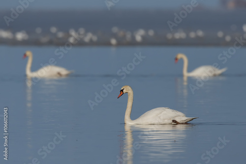 Mute Swan