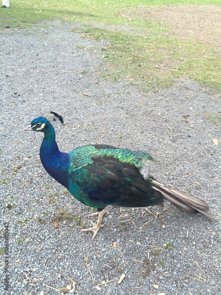 Fototapeta premium Peacock on gravel