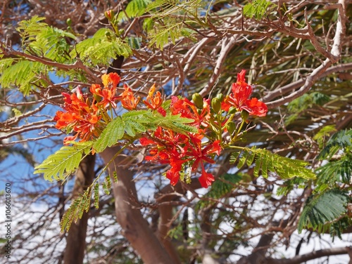 Affenbrotbaum mit oranger Blüte photo