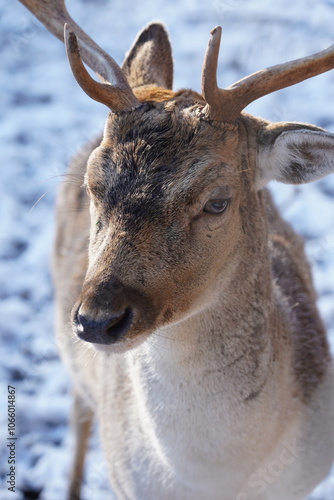 deer in the forest in winter