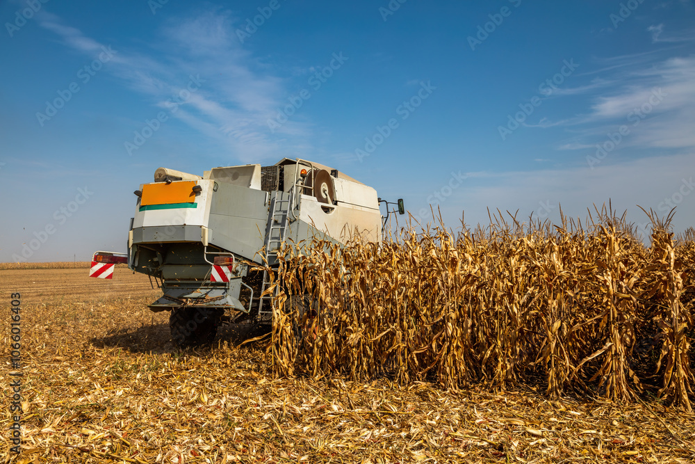 Fototapeta premium Modern combine harvester in action on corn field