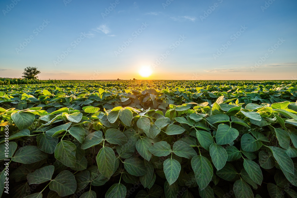 Φωτογραφία Golden sunset skies over a vibrant, green soybean crop field