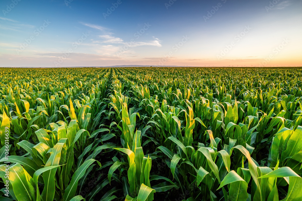 Fotografie Golden hour sunset over lush green corn field in the tranquil rural countryside
