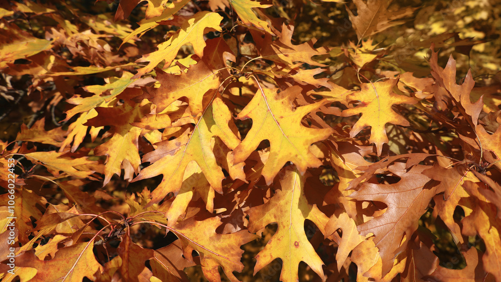 Bright yellow and brown oak leaves on sunny autumn day in park. Hill's oak foliage banner background with place for text. Fall mood concept.