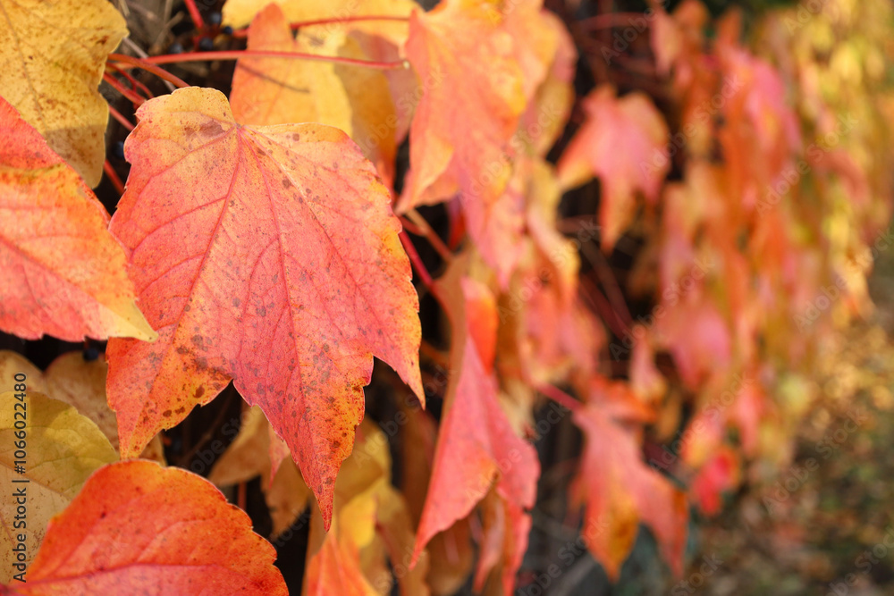 Boston ivy red and yellow leaves on sunny autumn day. Climbing plant on wall or fence. Fall nature background with copy space. Horizontal perspective receding into distance.