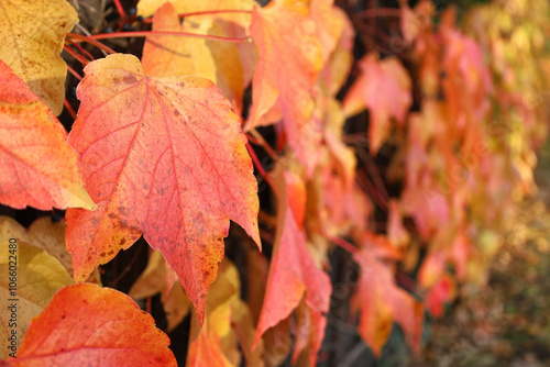 Obraz na płótnie Boston ivy red and yellow leaves on sunny autumn day. Climbing plant on wall or fence. Fall nature background with copy space. Horizontal perspective receding into distance. w salonie