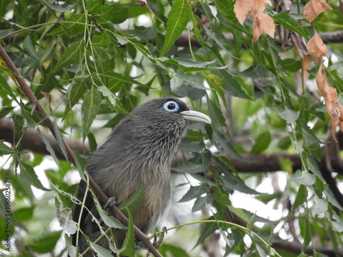 Blue-faced malkoha on a branch