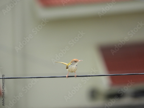 A tailorbird sitting on a wire