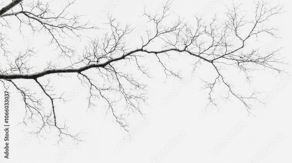 Fototapeta premium A Bare Branch Reaching Towards a Blank Canvas