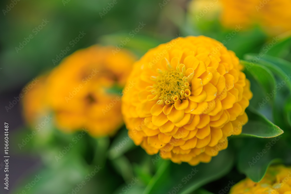 A close up of a yellow flower with a green stem A close up of a yellow flower with a green stem