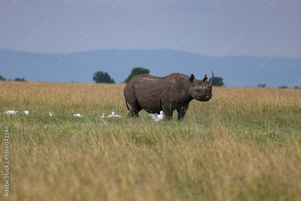 Fototapeta premium African Black Rhino surrounded by Cattle Egrets