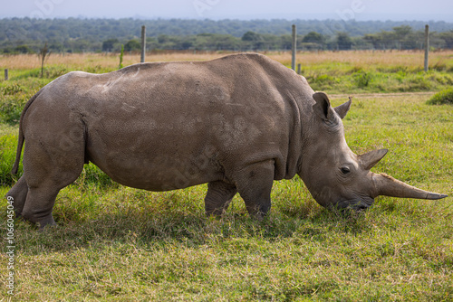 Critically Endangered Northern White Rhino -only 2 left in the world photo