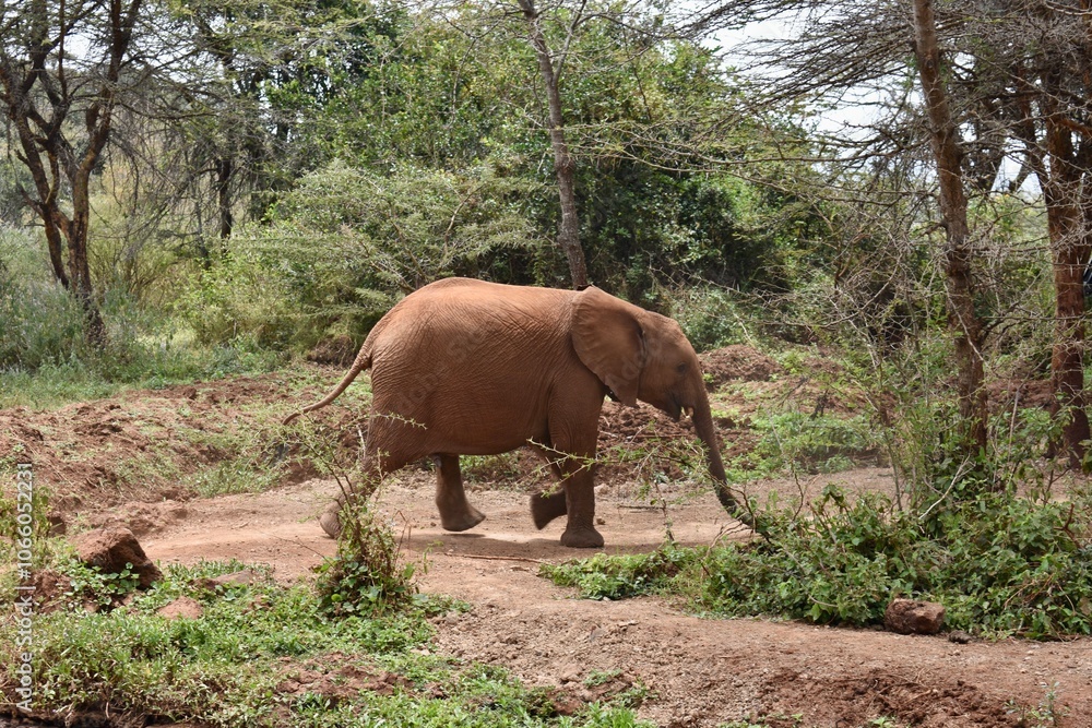 Naklejka premium elephant in the wild