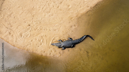 Salt water crocodile 