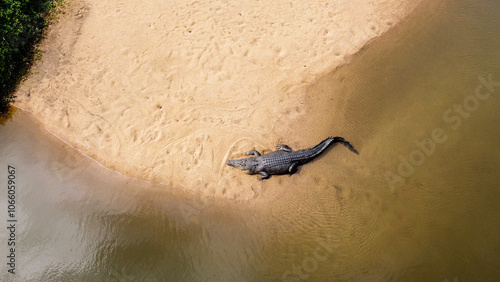 Salt water crocodile 