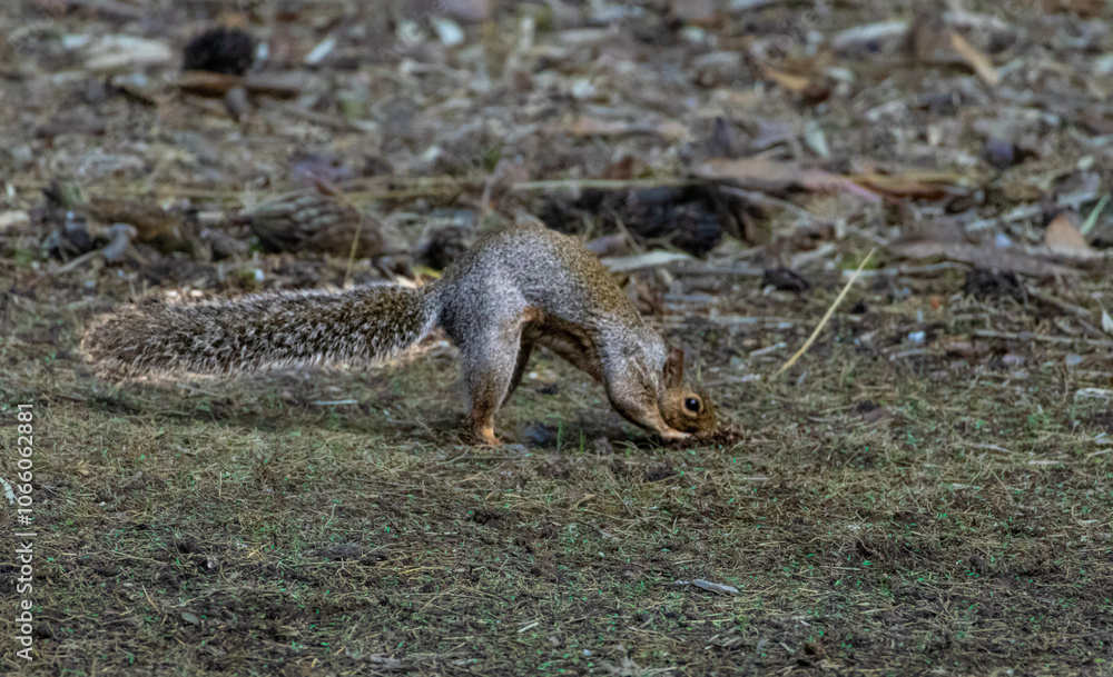 Obraz premium Squirrel digging in the grass to hide a nut
