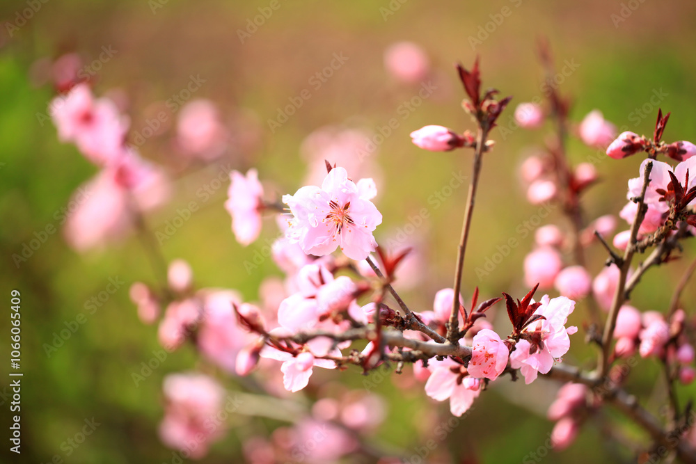 Peach trees blossom in spring Peach trees blossom in spring