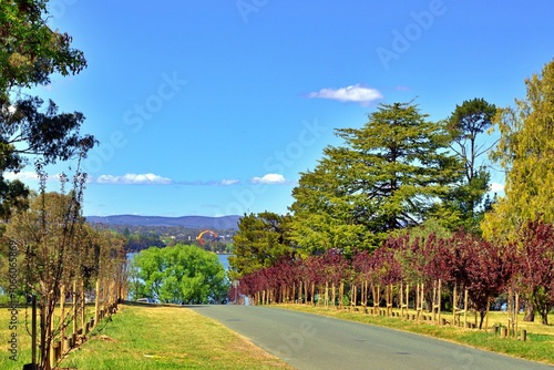 New tree planting along the road at Weston Park. New tree planting with stakes along the road going down to the lake at Weston Park photo