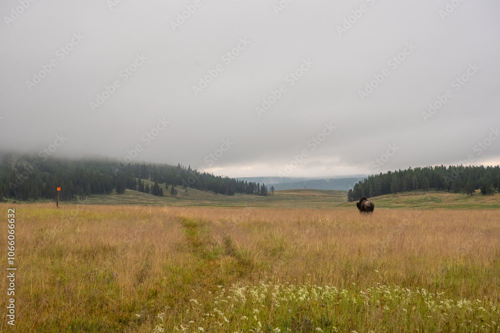 Fototapeta premium Bison Walks Through Tall Grasses Near Mary Mountain Trail Marker