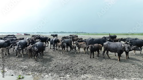 Wallpaper Mural Drone aerial view of a herd of water buffalo roaming freely on a river sandbar in rural Bangladesh Torontodigital.ca