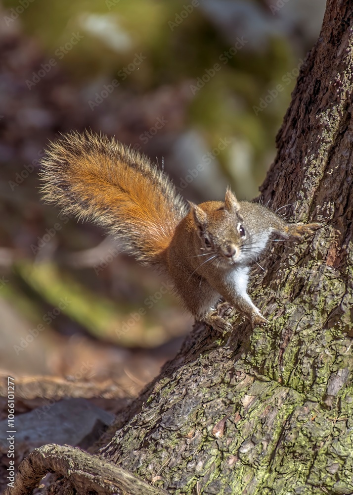 Obraz premium Bushy Tailed Red Squirrel - A curious bushy tailed red squirrel stops climbing a tree and stares at photographer while snapping his photo.