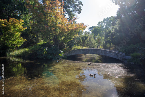 A stone arched bridge above a pond with ducks at the botanical gardens in Christchurch.