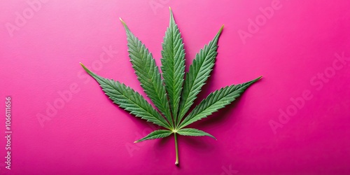 Hemp or cannabis leaf isolated on bright pink background, hemp, cannabis, leaf, green, isolated, background, pink photo