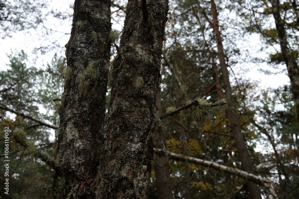 Obraz premium tree in the forest