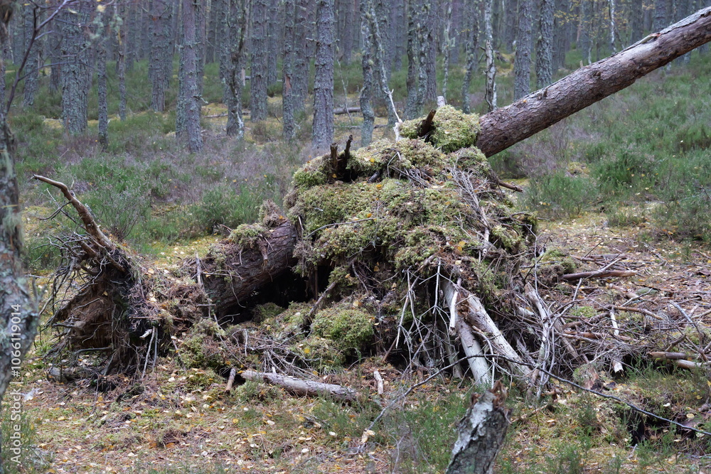 tree in the forest tree in the forest