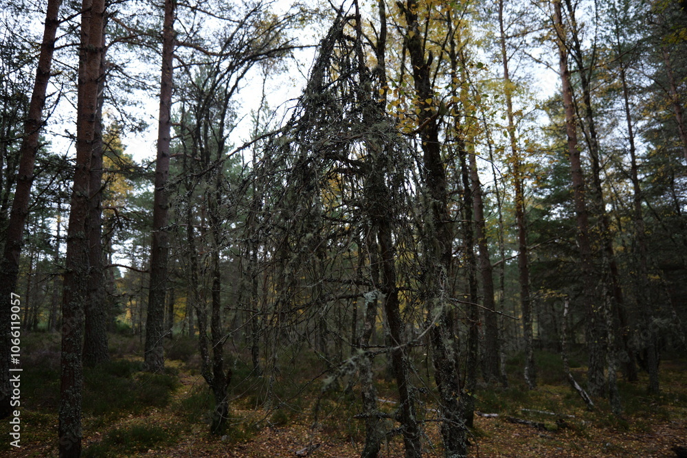 Fototapeta premium trees in the forest