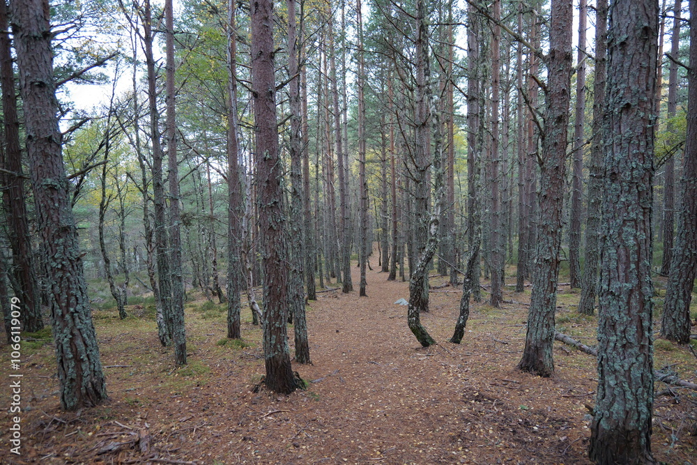 Obraz premium trees in the forest