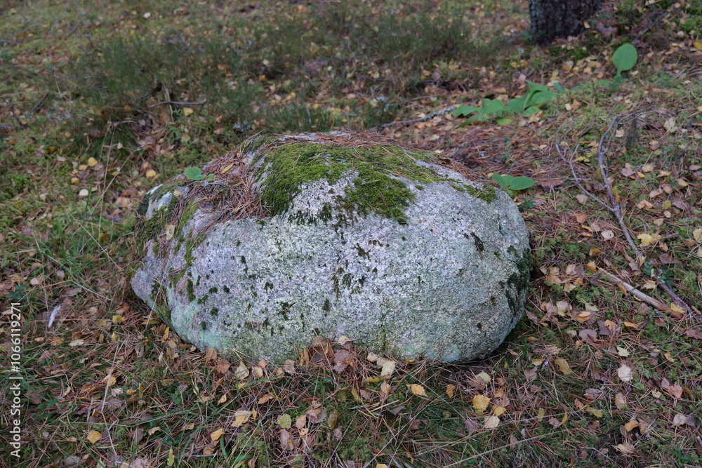 Obraz premium moss on the stone