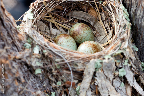 Nest