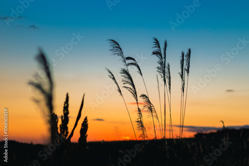 Natureza ao pôr do sol
