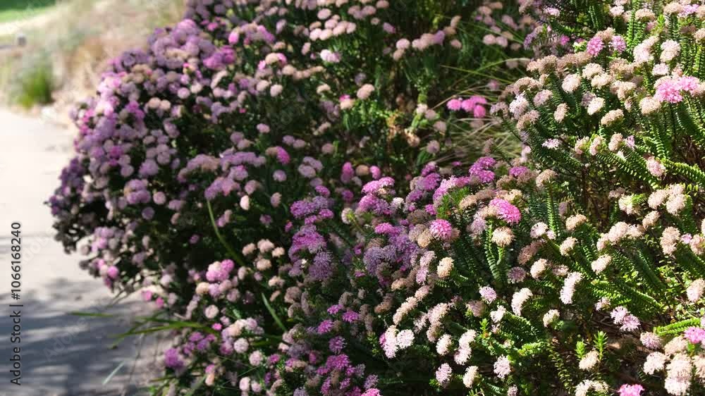 A dense cluster of Pimelea flowers, bathed in sunlight, sways gently in the soft summer breeze. Quiet atmosphere and peaceful summer aesthetics ambiance. A dense cluster of Pimelea flowers, bathed in sunlight, sways gently in the soft summer breeze. Quiet atmosphere and peaceful summer aesthetics ambiance.