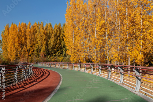 The leaves in the forest turn yellow in autumn