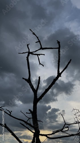 Silhouetted Bare Tree Branches Against Stormy Sky