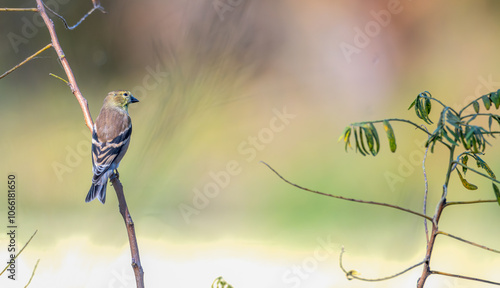 Female American goldfinch perched on a branch.