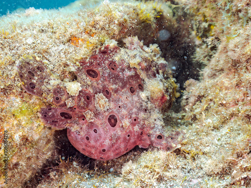 エスカ（触手）を振って魚を呼び寄せて狩る、巨大なオオモンカエルアンコウ（カエルアンコウ科）。
英名学名：Giant Frogfish, Antennarius commersoni
自分よりも大きな獲物でも、１０倍に広がる大きな口で丸呑みにする。
その速度は0.0001秒。生物界最速のハンターである。

静岡県伊豆半島賀茂郡南伊豆町中木ヒリゾ浜2024年
 photo