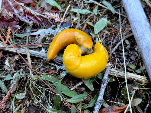 Close-Up of Banana Slugs (Ariolimax columbianus) in Big Basin Redwoods State Park, Santa Cruz County, California – Wildlife and Nature.