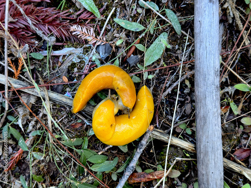 Close-Up of Banana Slugs (Ariolimax columbianus) in Big Basin Redwoods State Park, Santa Cruz County, California – Wildlife and Nature. photo