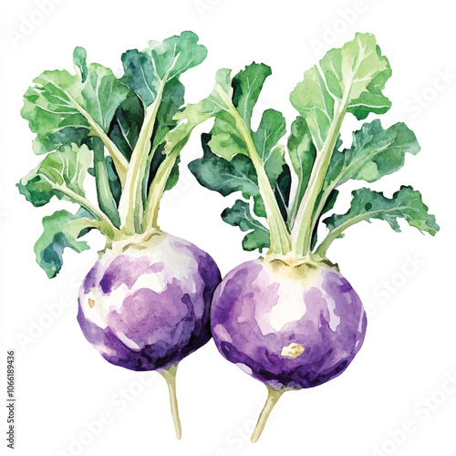 Kohlrabi fruit watercolor clipart illustration
