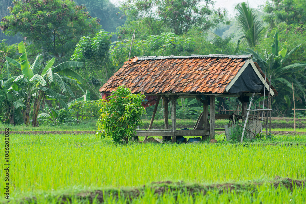 Obraz premium a hut where farmers rest in the fields
