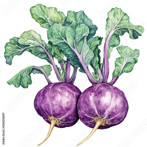 Kohlrabi fruit watercolor clipart illustration