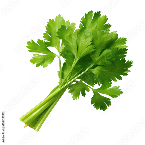 singal Fresh parsley herb on transparent background photo