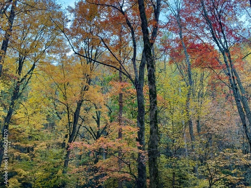 autumn in the forest