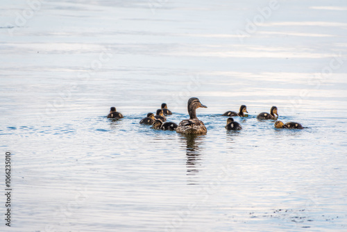 A family of ducks, a duck and its little ducklings are swimming in the water. The duck takes care of its newborn ducklings. Mallard, lat. Anas platyrhynchos