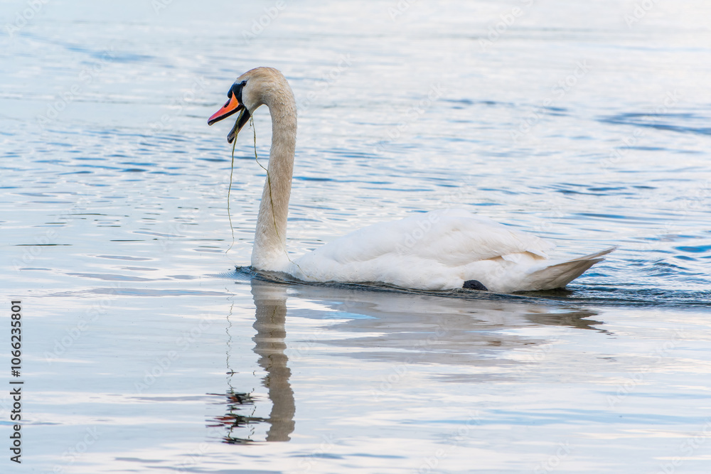 Graceful white Swan swimming in the lake, swans in the wild. Portrait of a white swan swimming on a lake. Graceful white Swan swimming in the lake, swans in the wild. Portrait of a white swan swimming on a lake.