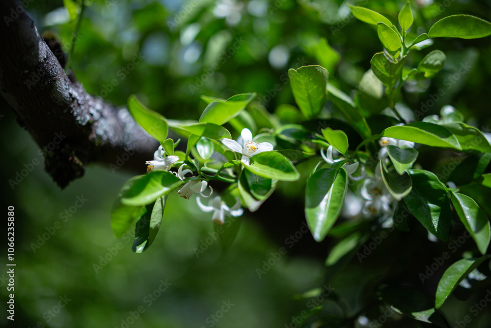 Obraz premium 柚香の花