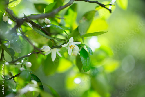 柚香の花